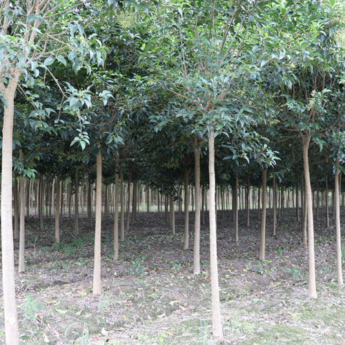 大叶女贞种植基地